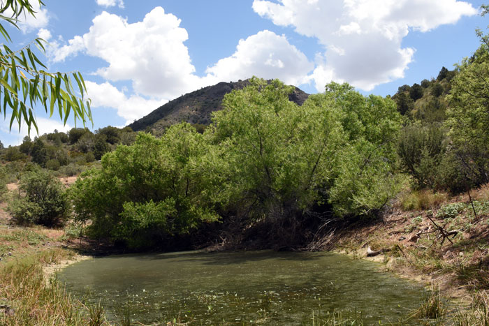 Goodding's Willow is an important tree in the southwestern U.S. where it provides important shade in dry desert and upland regions. Salix gooddingii